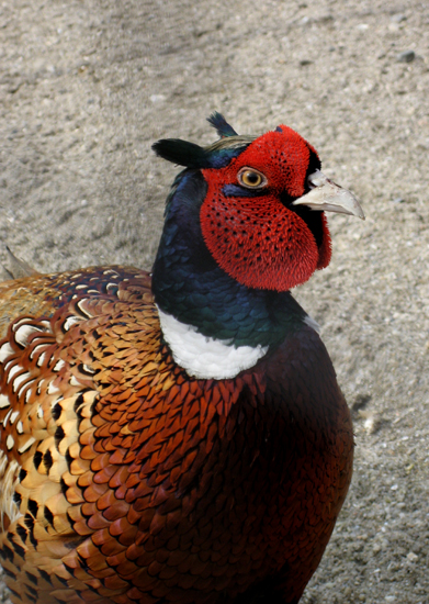 pheasant